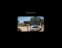 Collab BitchMP - White dog jumps into hatch of closed SUV