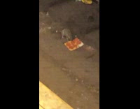 Rat carries and eats square pizza on subway train tracks