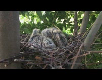 Two baby pigeons in nest at garden