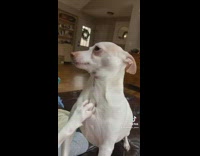 White dog having chest scratched by other dog 