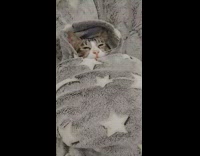 Grey cat naps inside blanket like a burrito 