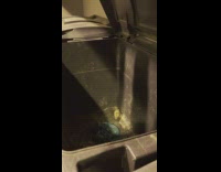 Rat run away from the trash bin Part 1