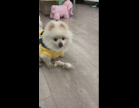 White dog wears minion costume 