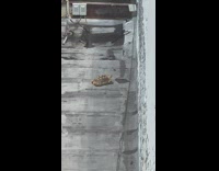 Turtle near white wall 