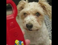 small dog does not like homer simpson 