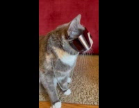 Cat wearing sunglasses and silver chain necklace 