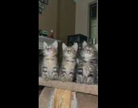 Group of kitten cats moving their head back and forth following toy