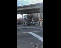 Dog walks with a traffic cone on street