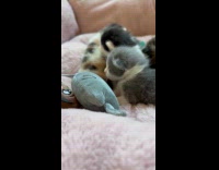 Submitter shows 5 newborn kittens