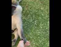 Grey white monkey holds hands with person 