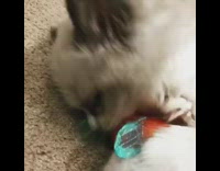 Kitten cat plays with orange crinkle toy