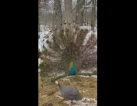 Peacock spreads feathers overshadows second peacock