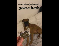 BitchMP - Guy scolds brown dog on couch