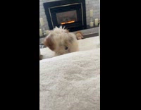 Furry Puppy Gets Annoyed and Barks Quietly