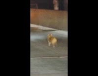 Tiny dog runs on freeway with cars 