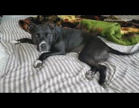 Black dog wags tail for breakfast bed