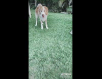 Collab BitchMP - Dog runs into pole playing with tennis ball