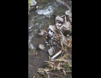 Two girls look behind pose creek water