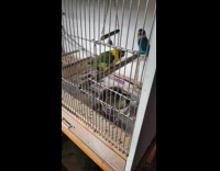 Bird walks back and forth to drink