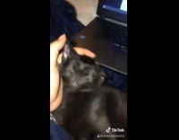 Girl shakes sleeping cat that she thinks is dead 