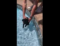 Girl holds black pug puppy in pool 