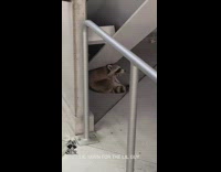 Raccoon lays in us open venue 
