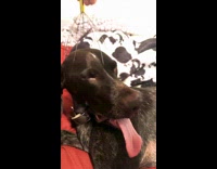 Black dog getting head massage