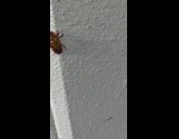 Empty cicada shells sticks on the wall