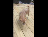 Small brown dog whines wags tail deck 