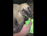Coatimundi lick applesauce from green packet asmr