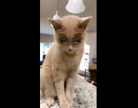 Collab BitchMP - Cat with Disney princess filter 