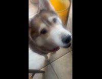 Man feeding dog pup cup