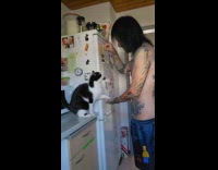 Cat touch hand with paw for treats