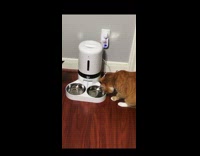 Cat bites and lifts food bowl