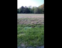 Two baby foxes running around grass 
