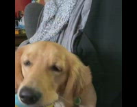 Dog plays with blue donut toy