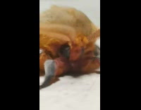 Closeup shot of a bug that dances to the music