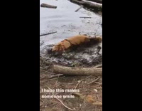 Dog rolls around in mud water