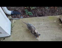 Docile Possum Passes by Yard to Street