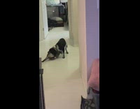 Cat wrestles dog after toy is thrown at it