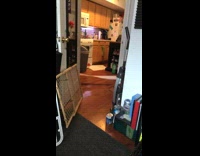 Black dog pulls toilet paper walks away