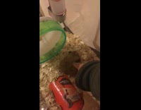 Guy pokes pet hamster jumps at him