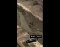 Rat on train track with gucci belt