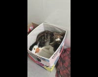 Two brown grey cats inside storage cube 