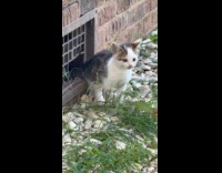 Kitten falls for hoomans meows