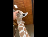 Guy puts finger in giraffes lips makes it talk