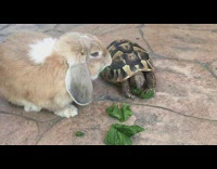 Rabbit and turtle eating lettuce together