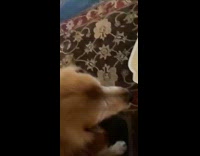 Rat swimming in toilet part 2