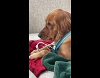 Retriever dog laying down on couch biting electrical plug