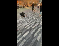 Small dog poses in front of large building